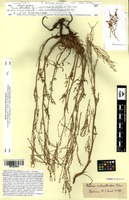 Isosyntype of Rumex acetoselloides Balansa [family POLYGONACEAE]