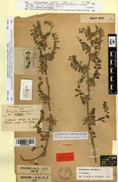 Lectotype of Astragalus sesameus L. var. substellaris Maire [family FABACEAE]