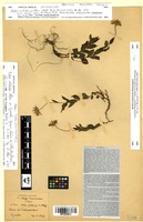 Isosyntype of Aster colchicus Albov [family ASTERACEAE]