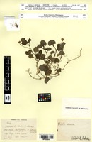 Isotype of Viola mandonii W.Becker [family VIOLACEAE]