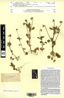 Type of Viola variata Jord. [family VIOLACEAE]