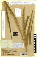 Isotype of Panicum amphibolum Steud. [family POACEAE]