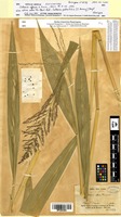 Isosyntype of Setaria effusa E.Fourn. [family POACEAE]