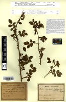 Type of Rosa borderi Gand. [family ROSACEAE]