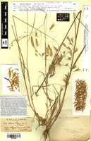 Isosyntype of Bromus phrygius Boiss. [family POACEAE]