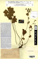 Isosyntype of Alchemilla subcrenata Buser [family ROSACEAE]