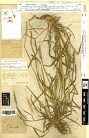 Isotype of Triticum juvenale Thell. [family POACEAE]