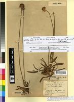 Holotype of Armeria lachnolepis Pomel var. bracteolata Emb. & Maire [family PLUMBAGINACEAE]