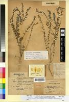Holotype of Astragalus akkensis Coss. var. pinoyi Maire [family FABACEAE-PAPILIONOIDEAE]