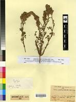 Isosyntype of Ononis pseudocaphalantha Emb. & Maire [family FABACEAE-PAPILIONOIDEAE]