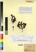 Type of Linaria reflexa Desf. var. ochroleuca Maire [family SCROPHULARIACEAE]