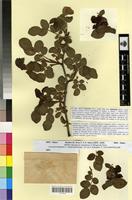 Holotype of Rosa obtusifolia Desv. sensu lato f. fasciculata R. Keller [family ROSACEAE]