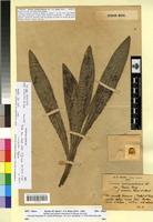 Holotype of Cirsium monspessulanum Hill fa. canescens Faure & Maire [family ASTERACEAE]