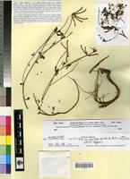 Holotype of Lotus cytisoides L. var. viridulus Maire [family FABACEAE-PAPILIONOIDEAE]