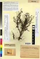 Isosyntype of Linaria munbyana Boiss. & Reut. var. hirtella Maire [family SCROPHULARIACEAE]