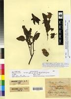 Syntype of Centaurea pullata L. fa. pallidiflora Maire et Sennen [family ASTERACEAE]