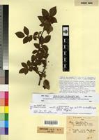 Type of Rosa obtusifolia Desv. f. arenosa R. Keller [family ROSACEAE]