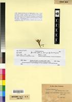 Type of Centaurea nicaeensis All. var. walliana Maire [family ASTERACEAE]