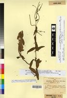 Holotype of Epilobium lanceolatum Seb. & Mauri f. albiflorum Maire [family ONAGRACEAE]