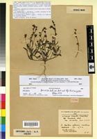 Type of Linaria virgata (Poiret) Desf. f. micrantha Maire & Weiller [family SCROPHULARIACEAE]