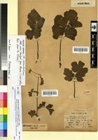 Type? of Heracleum sphondylium L. var. suaveolens Lit. & Maire [family APIACEAE]