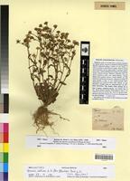 Type? of Senecio mauritanicus Pomel [family ASTERACEAE]