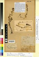 Type of Peplis fradini Pomel [family LYTHRACEAE]