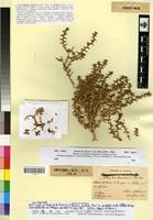 Type of Halogeton alopecuroides (Del.) Moq. var. papillosus Maire [family CHENOPODIACEAE]