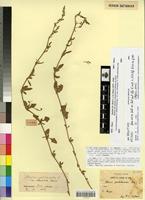 Holotype of Atriplex portulacoides L. var. subhastata Maire [family CHENOPODIACEAE]