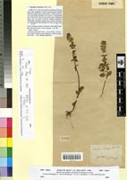 Type of Stachys hirtula Pomel [family LAMIACEAE]