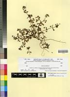 Type of Anagallis arvensis L. f. caerulea P. & F.Q. [family PRIMULACEAE]