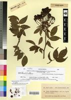 Type of Rosa sempervirens L. f. multiflora Font Quer [family FABACEAE]