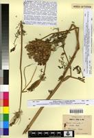 Type of Daucus muricatus L. fa. erecta Batt. [family APIACEAE]
