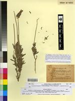 Syntype of Lavandula dentata L. fa. candicans Batt. [family LAMIACEAE]