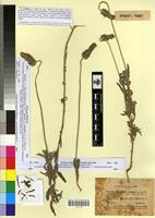 Syntype of Lavandula dentata L. var. candicans Batt. [family LAMIACEAE]