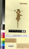 Type of Astragalus akkensis Coss. var. oranensis Barr. [family FABACEAE-PAPILIONOIDEAE]