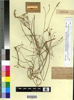 Type? of Linum munbyanum Boiss.&Reut. [family LINACEAE]