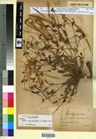 Lectotype of Erodium glaucophyllum (L.) L'Hér. f. pubescens Brumh. [family GERANIACEAE]