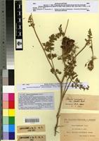 Type of Daucus hispidissimus Sennen [family APIACEAE]