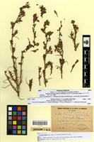 Type of Ononis schousboei Coss. [family FABACEAE-PAPILIONOIDEAE]