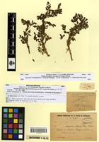 Type? of Ononis schousboei Pitard [family FABACEAE-PAPILIONOIDEAE]