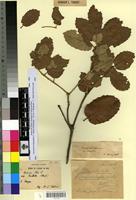 Type? of Quercus ilex L. f. macrophylla Villar [family FAGACEAE]