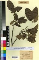 Syntype of Quercus x kabylica Trab. [family FAGACEAE]