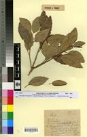 Type? of Quercus suber L. f. longifolia Villar [family FAGACEAE]