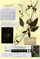 Isotype of serjania hirsuta Cambess. [family SAPINDACEAE]