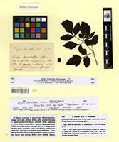 Type of serjania clematididea Triana & Planch. [family SAPINDACEAE]