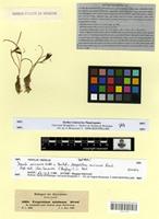Isotype of Uropetalum minimum A. Rich. [family HYACINTHACEAE]