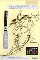 Syntype of oxystelma alpini Decne. [family ASCLEPIADACEAE]