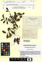 Isotype of Zanthoxylum hyemale A.St-Hil. [family RUTACEAE]