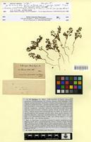 Isotype of Veronica biloba Boiss. [family SCROPHULARIACEAE]